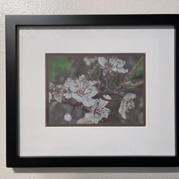 Cherry Blossoms