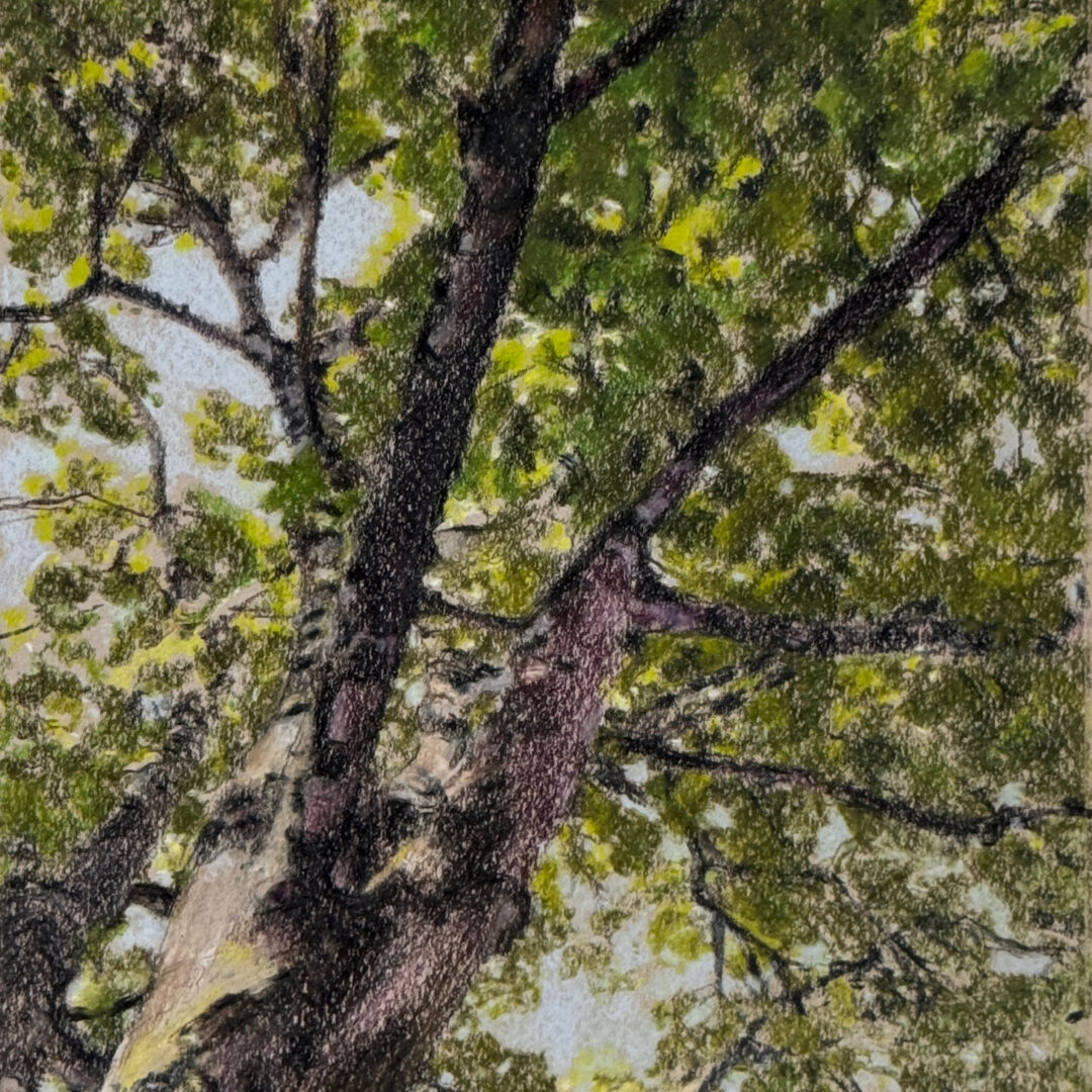 Maple tree