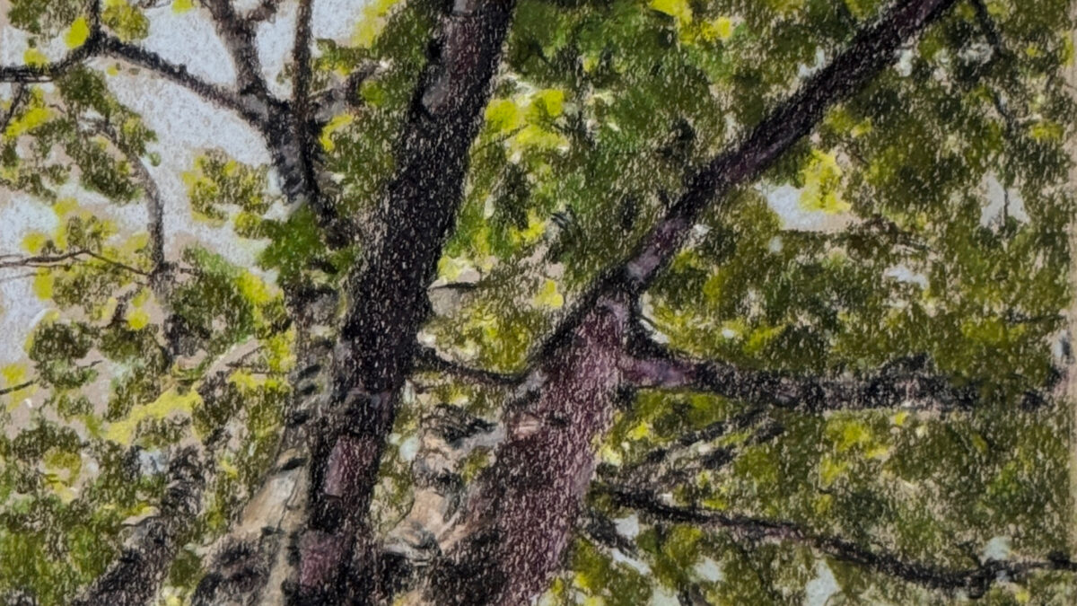 Maple tree