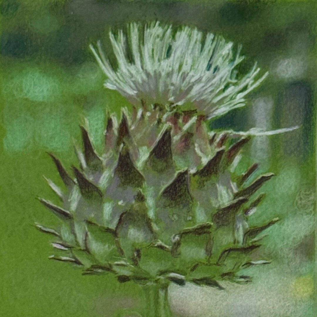 Cardoon