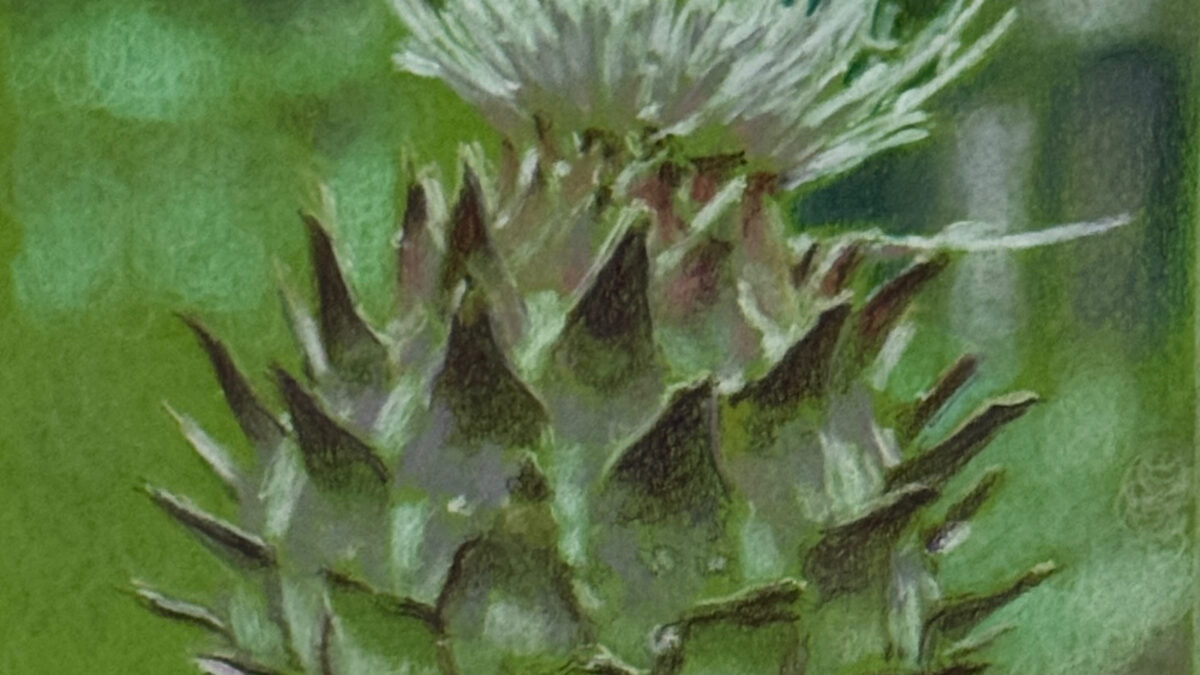 Cardoon