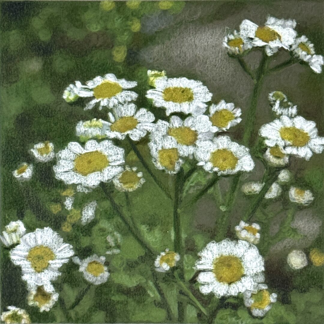 Feverfew