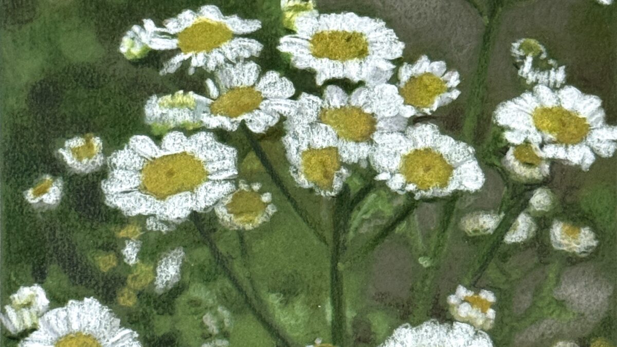 Feverfew